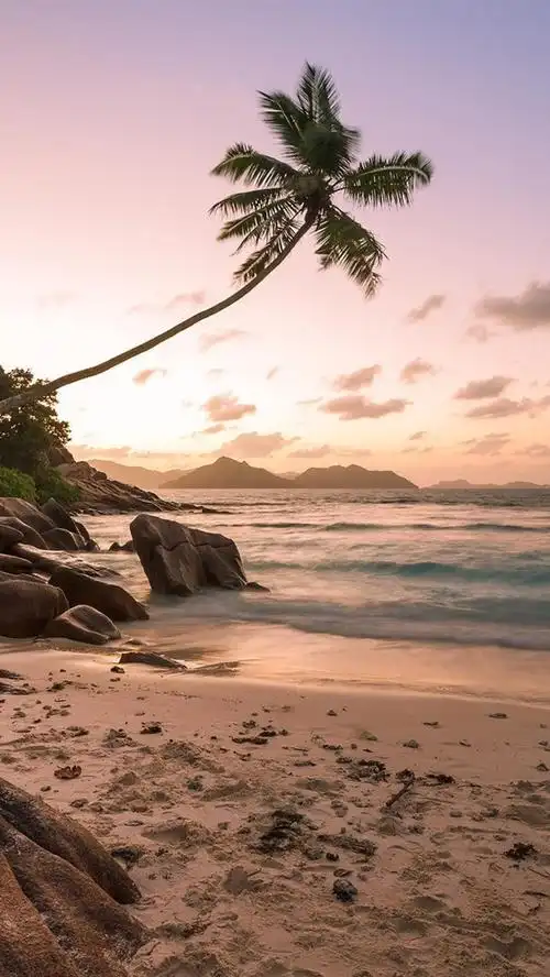 iphone 壁纸 海滩,海岸,棕榈树,海洋,日落