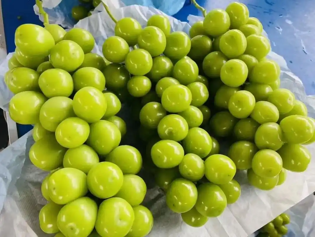 师弟在朋友圈发了一张图阳光玫瑰葡萄光泽从屏幕飞 - 抖音