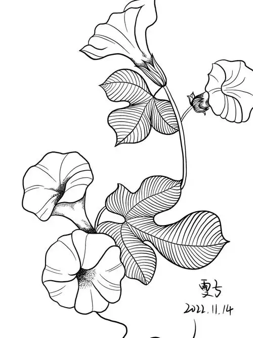 自学插画day72控笔练习72牵牛花
