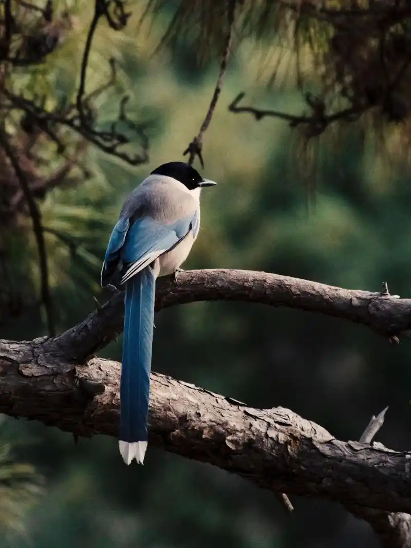 长尾巴灰喜鹊 北京最常见的几种野生鸟之一了.