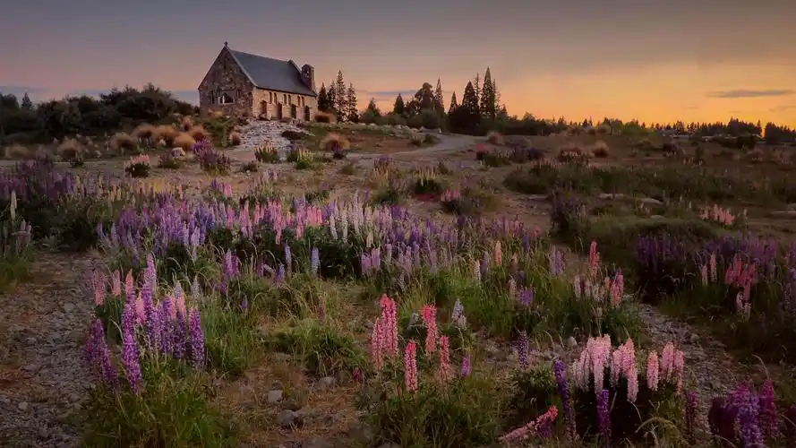 美丽的羽扇豆花海风景图片(1/9)