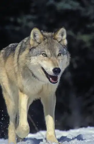 无人,走,竖图,室外,特写,白天,正面,美景,雪,大雪,狼,野生动物,阴影