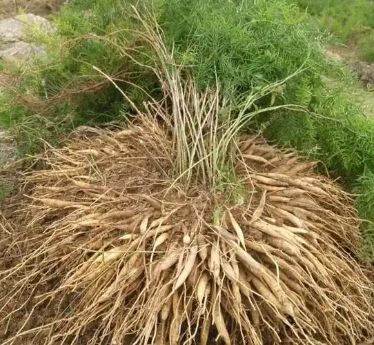 2,《本草精荟》:天冬的功效与应用