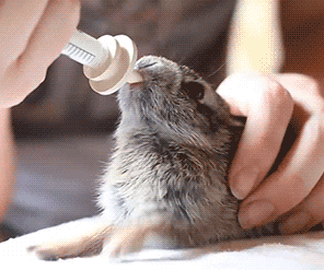 动物gif可爱gif挣扎gif吃奶gif