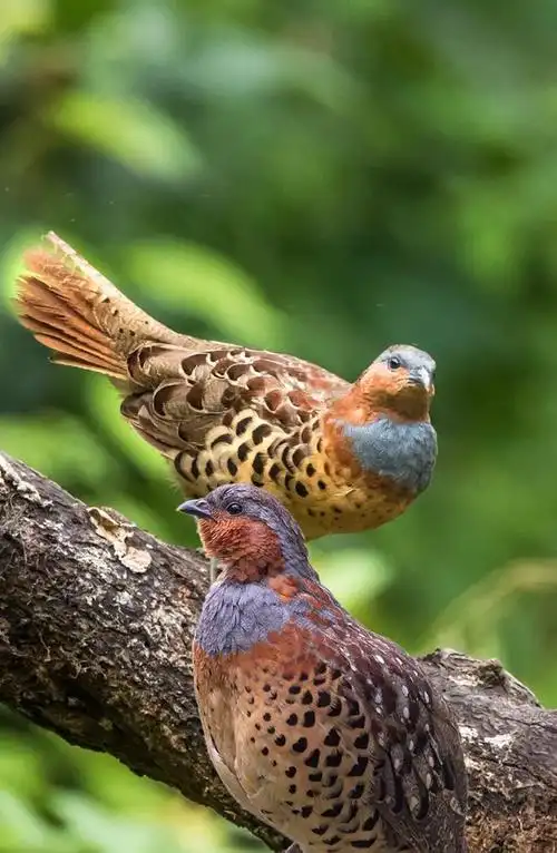 原来竹鸡还有这么多种叫声?你知道各种叫声含义吗?