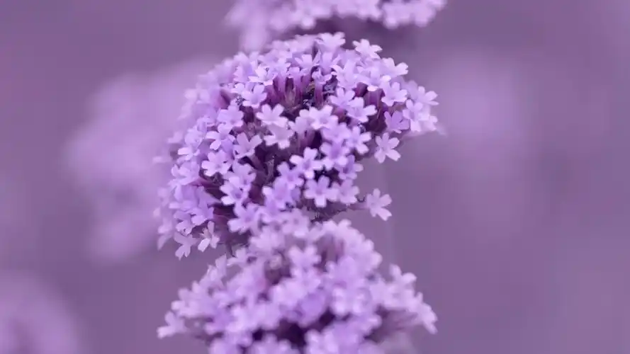 马鞭草紫色浪漫高清桌面壁纸