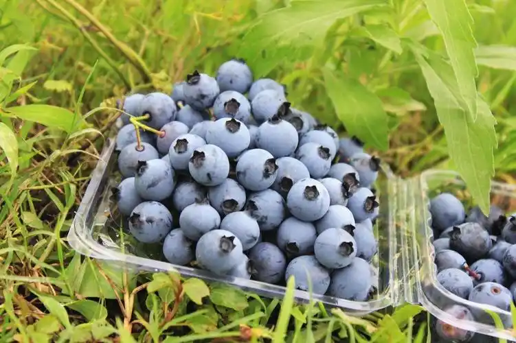 "爱蓝"蓝莓