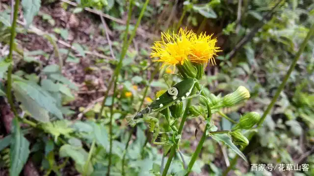 白背菜即菊科菊三七属的平卧菊三七,是药食两用的绿色健康食品