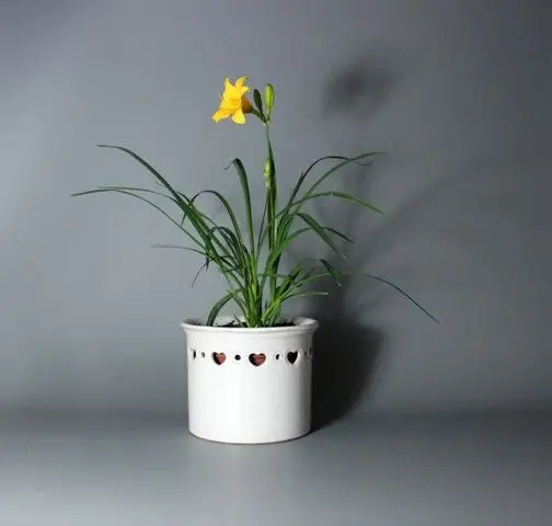 "金娃娃"萱草花