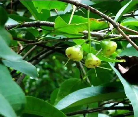 非洲一种"笑树",风一吹哈哈笑,树中"开心果",大家认识吗?