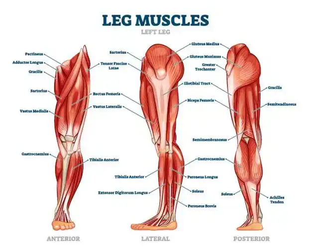 肌少症又被称之为肌肉衰减综合征,是由于年龄增加导致的骨骼肌数量