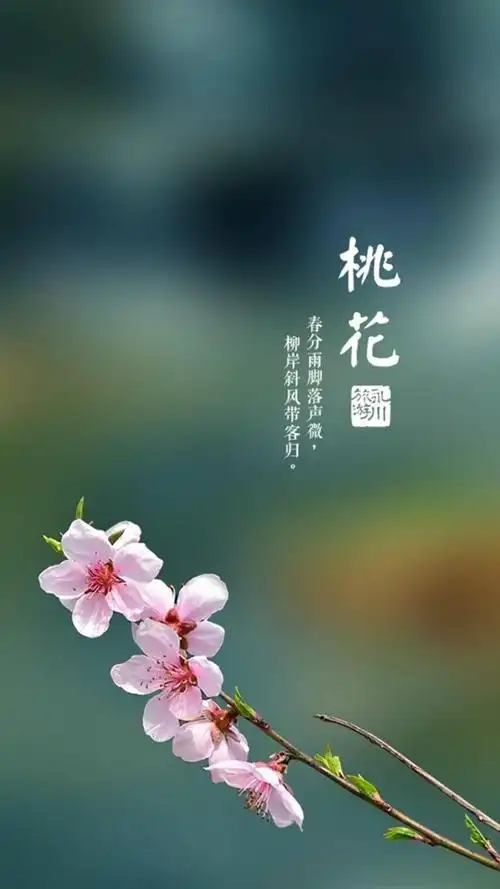 春天花朵带字锁屏,高清图片,手机锁屏桌面-壁纸族