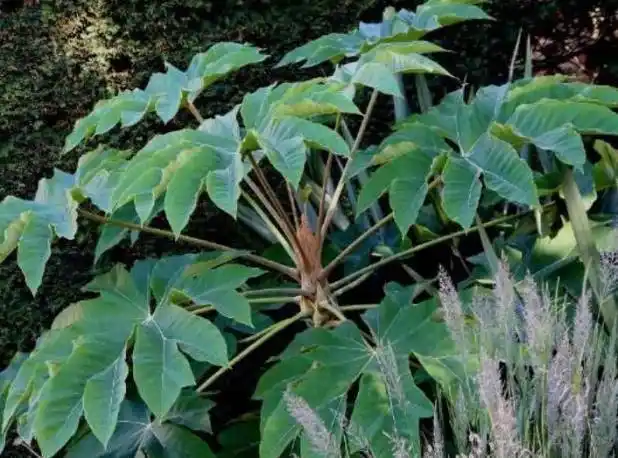 中药通草图片(山中常见的一种草) - 赤虎壹号