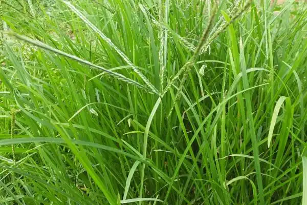 100种野草名字及图片农村杂草大全