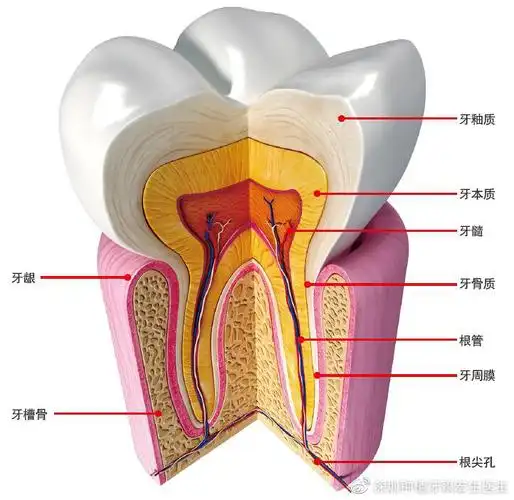 牙齿分为牙冠,牙颈和牙根三部分.