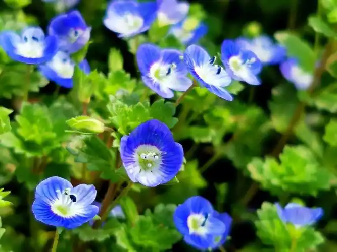 农村菜园常见阿拉伯婆婆纳农民拔来喂猪它有4大妙用