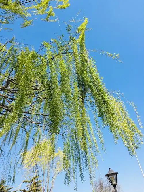 蓝天下的垂柳随风飘动