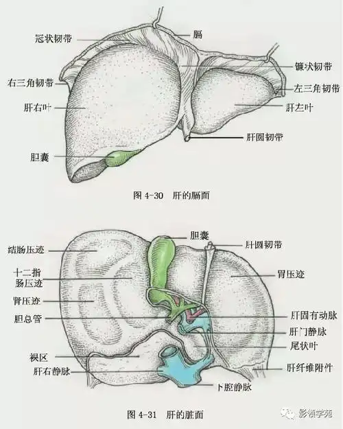 超赞最全肝脏的表面解剖及分叶分段