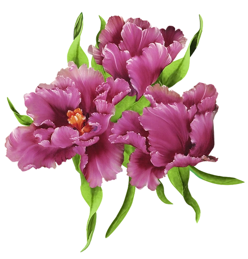 ps免抠素材史上最全的花类png透明素材293pps吧百度贴吧