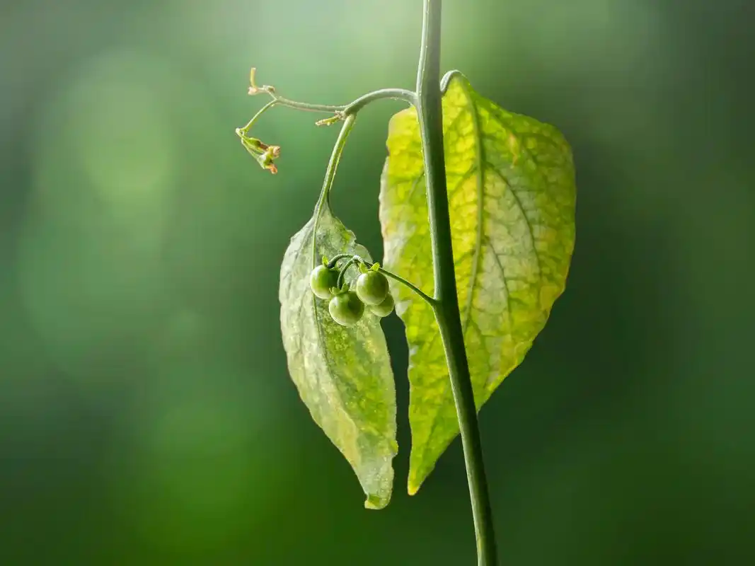 认识一味中草药——龙葵.