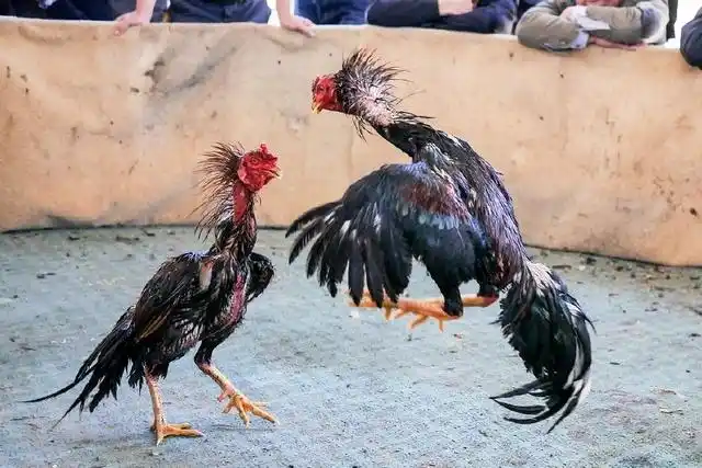 旧时,过了春节之后,农民闲暇时会以斗鹌鹑作为消遣.