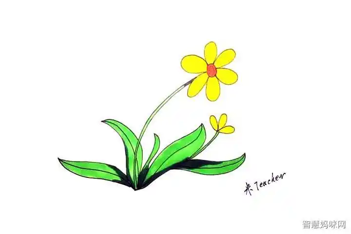 午时花怎么画花简笔画