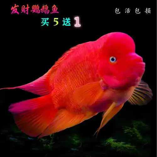 发财鱼活体红财神