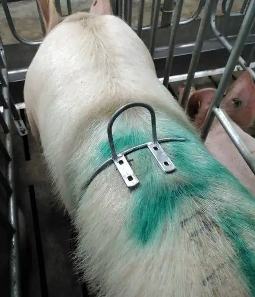 三个超实用养猪神器背膘测量防压奶头木板可移动赶猪折叠墙