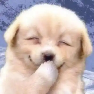 呆萌可爱小动物头像图片