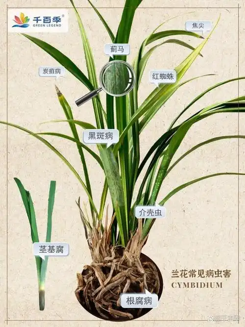 兰花从来都是高雅的代名词,开花时赏花闻香,无花时赏叶,自然清新,舒展