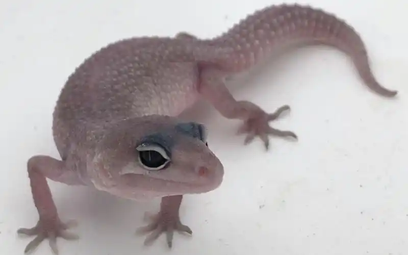 【豹纹守宫】暴风雪开箱,~o(〃▽〃)o_哔哩哔哩 (゜-゜)つロ 干杯