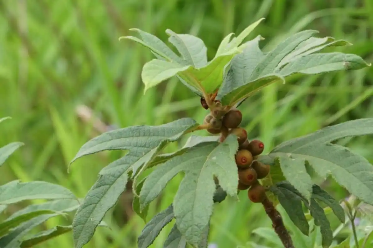 五指毛桃的功效,禁忌详解及推荐药膳 五指毛桃,一种分布于福建,广东