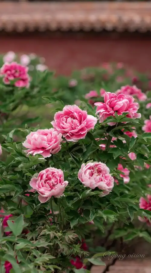 遇见美好##故宫的牡丹开好了##用镜头定格北京牡丹之美