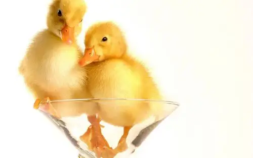 可爱毛绒绒小黄鸭图片桌面壁纸