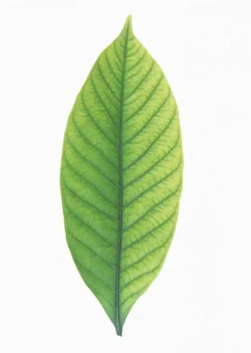 树叶图片树叶叶子叶片