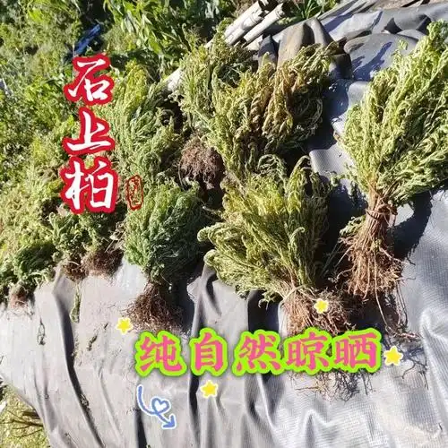 贵州石上柏新鲜野生干货石柏草卷柏中药材龙鳞草金龙草干货包邮