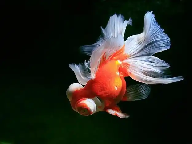 金鱼水霉病最有效方法