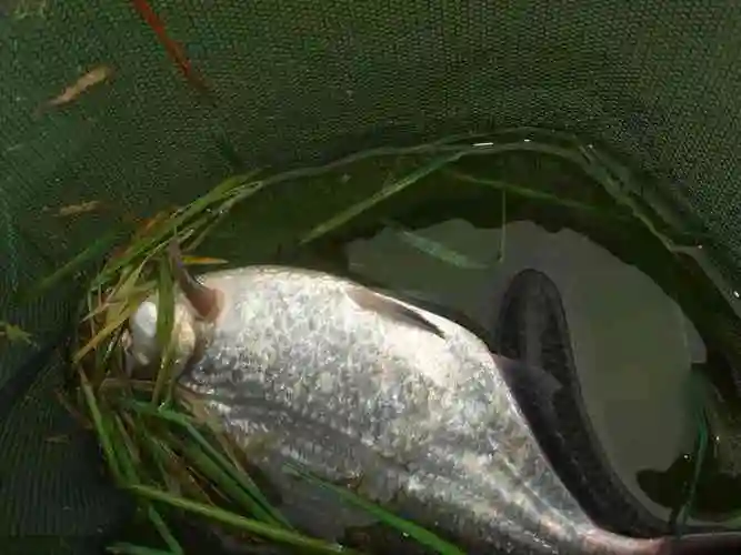 教你台钓搓饵如何钓鳊鱼_钓鱼百科 【爱钓网】