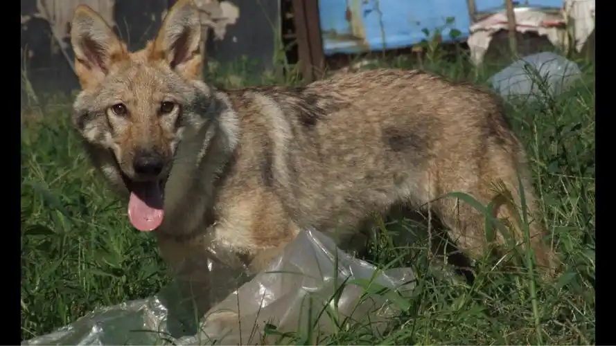 狼犬杂交——沈阳张启鑫的狼青犬舍
