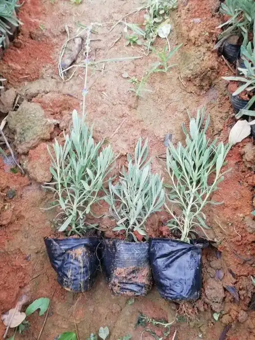 狭叶薰衣草熏衣草小杯苗熏衣草10袋云南昆明宜良县