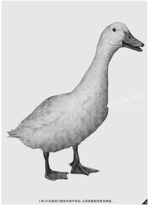 鸭子的素描画法步骤图示04