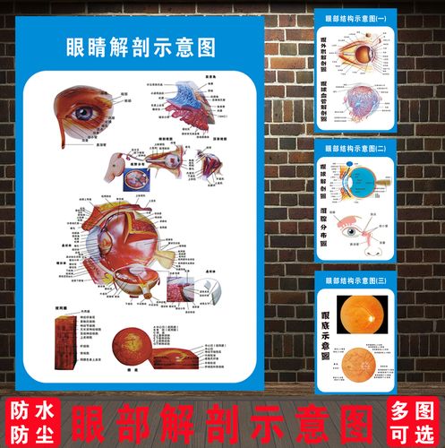 眼部结构示意图人体解剖海报肌眼科装饰图医院宣传挂图展板贴纸画