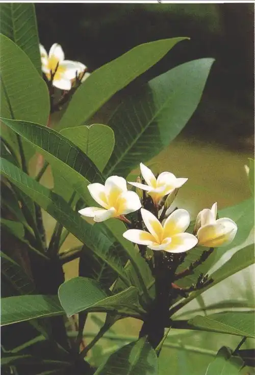 鸡蛋花-园林植物-图片