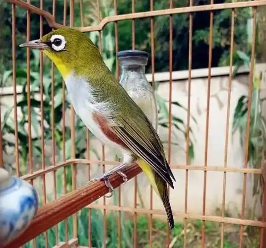 有朋友问我绣眼鸟挑选重点给大家介绍绣眼鸟抓和选的方式方法