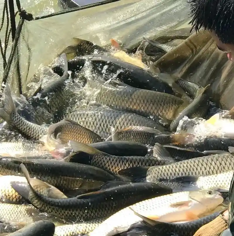 草鱼批发,水库鱼,鱼塘鱼,大,中,小,鱼正常流水线每天可以出 - 抖音