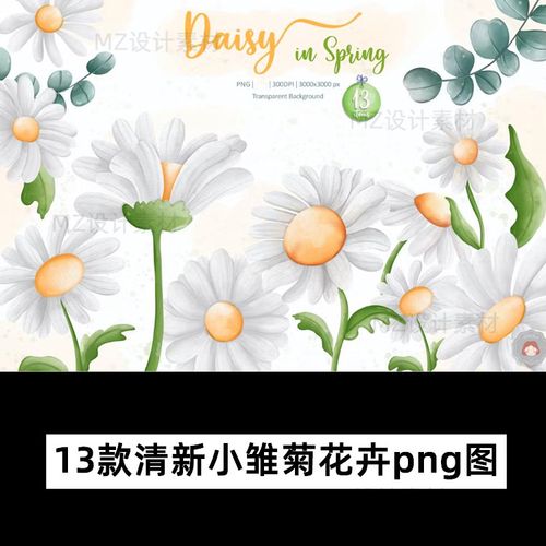 清新手绘水彩小雏菊菊花植物背景免扣图片png海报包装ps设计素材