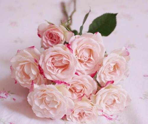 花的美好寓意大全有什么寓意美好的花