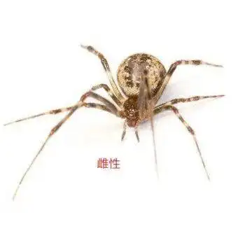 这是什么圆腹蜘蛛