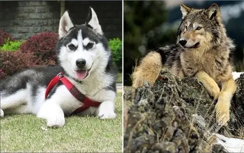 狼和哈士奇的基因相似度达99%,区别关键看眼睛.