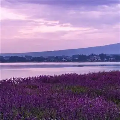 紫色系浪漫背景图片头像 如果浪漫有颜色 那一定是紫色_个性头像_头像